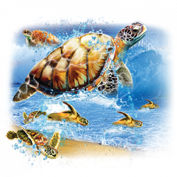TURTLES INTO THE SEA 20475D6
