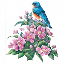 BLUEBIRD AND WILD ROSES 24333HD2