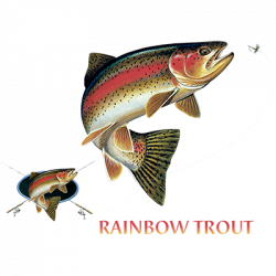 RAINBOW TROUT COMBINATION W/CREST 02801HD2