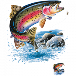 RAINBOW TROUT 07350HL1
