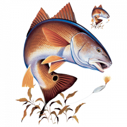 REDFISH 07356HL0