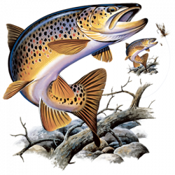 BROWN TROUT 07585HL1