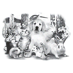 PET PARTY  13432SA6