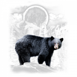BLACK BEAR WILDERNESS 18278D2