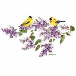 LILAC GOLDFINCH 19525HD2
