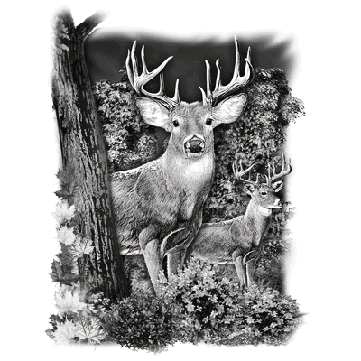 WHITETAIL DEER COUNTRY 20465SA2