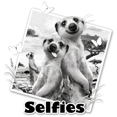 MEERKATS SELFIE  21046SA4