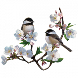 CHERRY BLOSSOM CHICKADEE 22352HD4