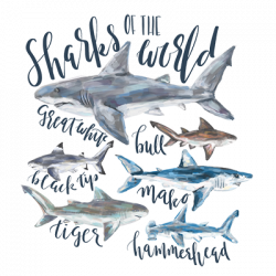SHARKS OF THE WORLD 22902HL2