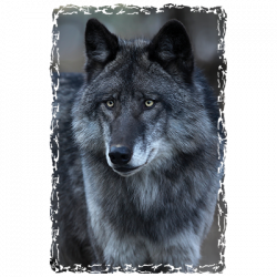 BLACK WOLF PORTRAIT 24084HD2