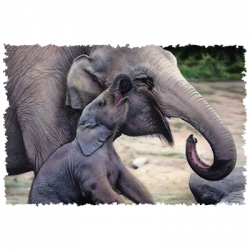 A MOTHERS LOVE – ELEPHANTS 24412HD4