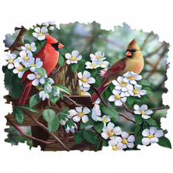 SPRING TIME CARDINALS 24729HD4